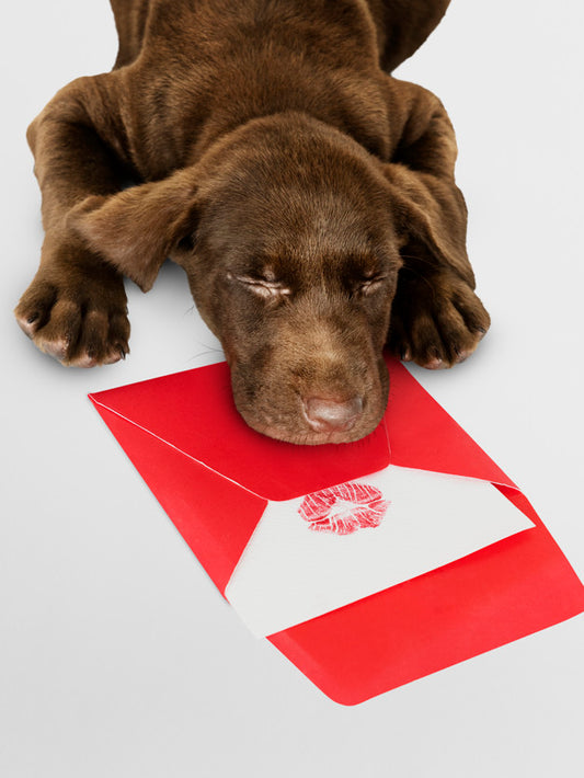 Free Adorable Labrador Retriever Sleeping On Top Of A Love Letter Mockup Psd
