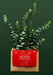 Free Christmas Holiday Greeting Design Mockup