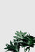 Free Philodendron Xanadu Leaf On Gray Background Psd