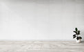 Free Rubber Fig Plant In An Empty Room Psd