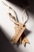 Free Set Of Clothing Mock-Up Tags Psd